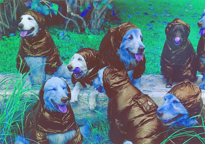 besties photographer bruce weber and his golden retriever posse